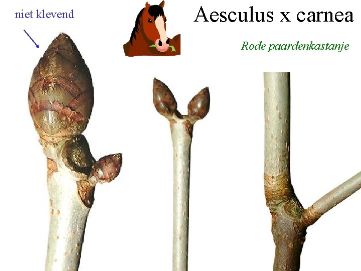 niet klevend Aesculus x carnea Rode paardenkastanje 