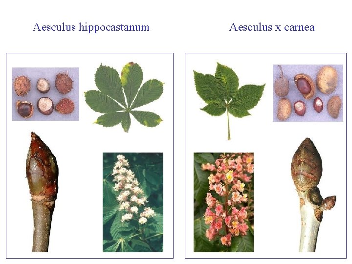 Aesculus carnea/hippocastanum Aesculus x carnea 