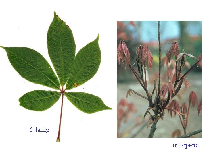 Aesculus parviflora blad 5 -tallig uitlopend 