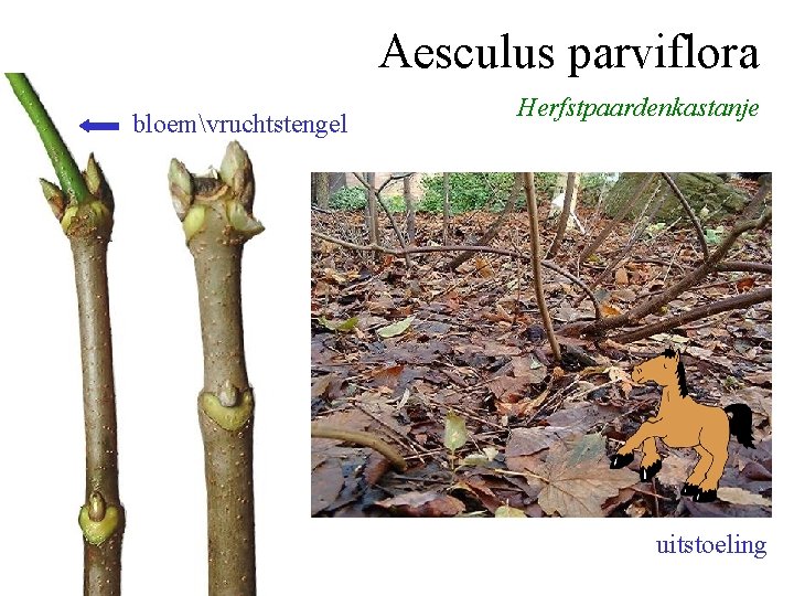 Aesculus parviflora bloemvruchtstengel Herfstpaardenkastanje uitstoeling 