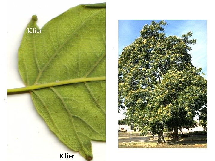 Ailanthus altissima blad, boom Klier 