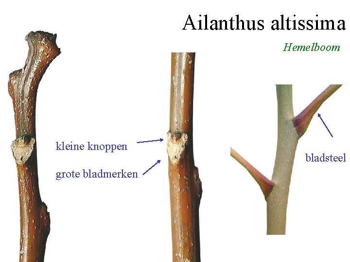 Ailanthus altissima Hemelboom kleine knoppen grote bladmerken bladsteel 