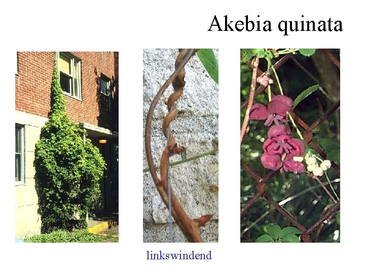 Akebia quinata linkswindend 