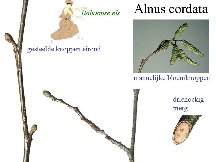 Italiaanse els Alnus cordata gesteelde knoppen eirond mannelijke bloemknoppen driehoekig merg 