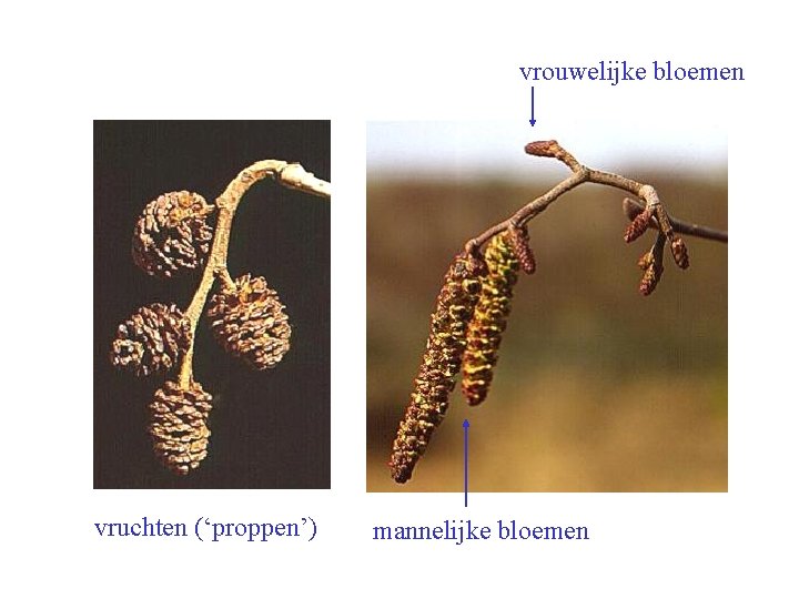 Alnus incana bloei, vrucht vrouwelijke bloemen vruchten (‘proppen’) mannelijke bloemen 