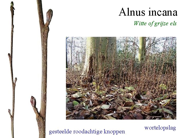 Alnus incana Witte of grijze els merg driehoekig (alle Alnus-soorten) gesteelde roodachtige knoppen wortelopslag