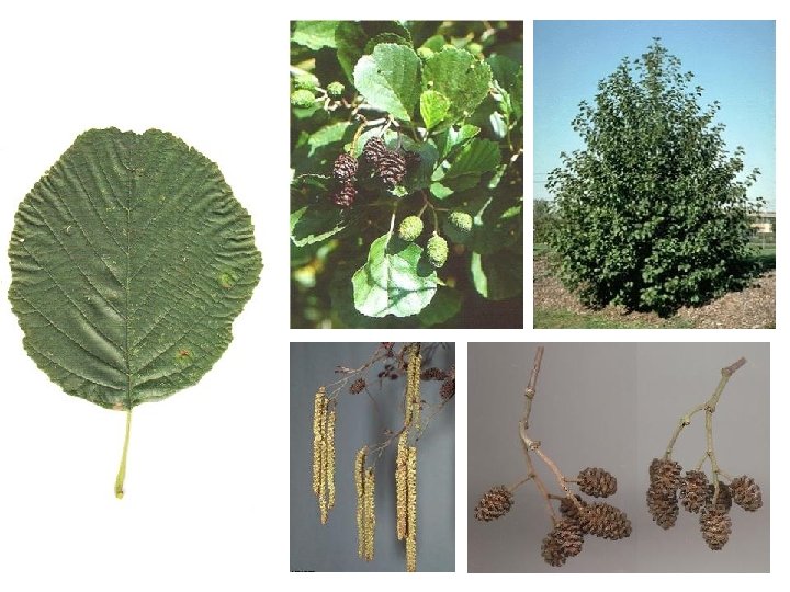 Alnus glutinosa blad, bloei, vrucht 