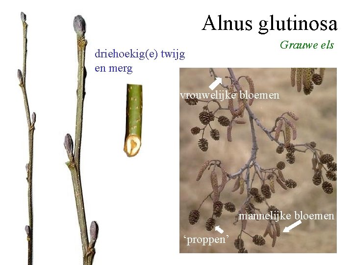 Alnus glutinosa Grauwe els driehoekig(e) twijg en merg vrouwelijke bloemen mannelijke bloemen ‘proppen’ 