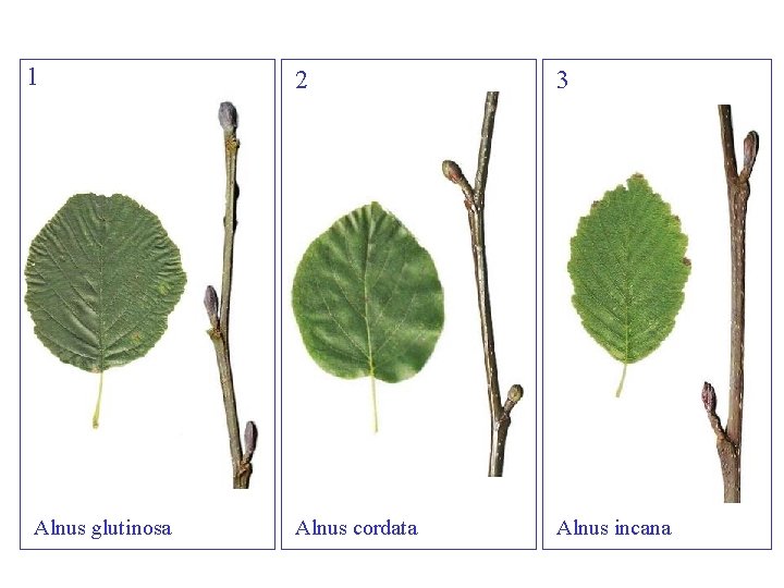 Alnus overzicht 1 Alnus glutinosa 2 3 Alnus cordata Alnus incana 