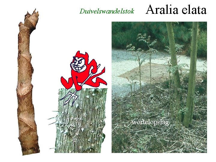 Duivelswandelstok Aralia elata wortelopslag bloei 