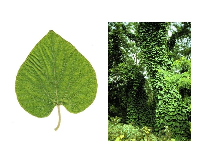 Aristolochia macrophylla blad, plant 