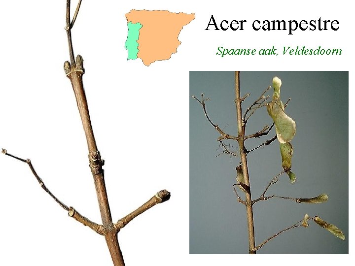 Acer campestre Spaanse aak, Veldesdoorn 