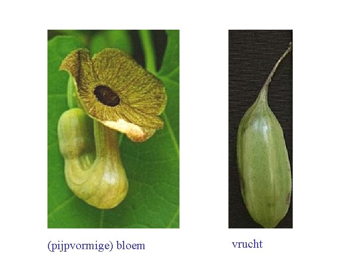 Aristolochia macrophylla bloem, vrucht (pijpvormige) bloem vrucht 