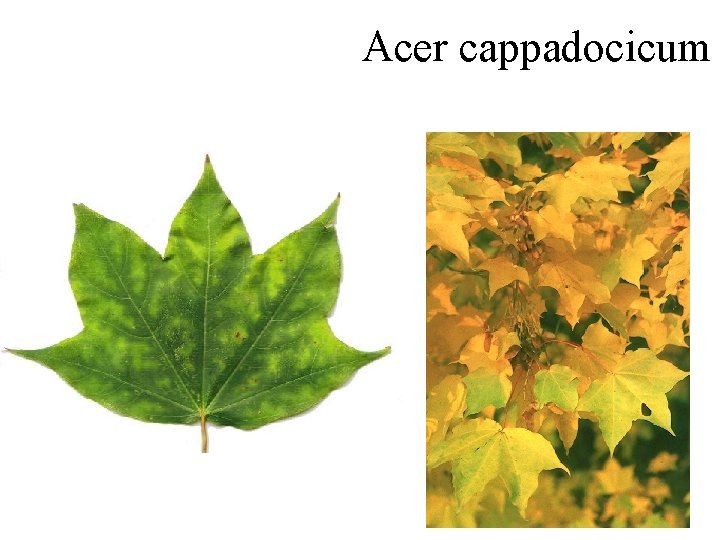 Acer cappadocicum 