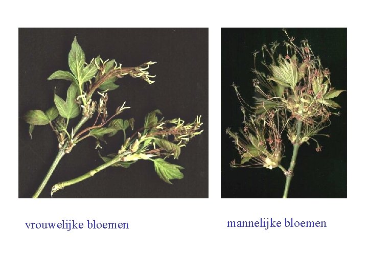 Acer negundo bloei vrouwelijke bloemen mannelijke bloemen 