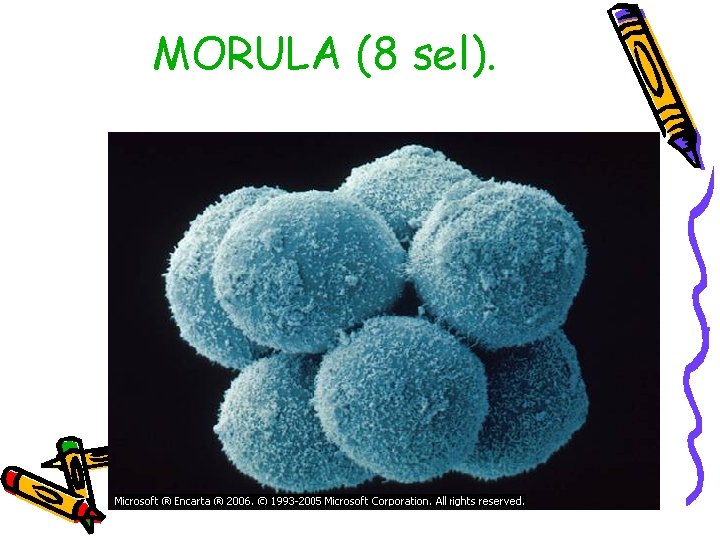 MORULA (8 sel). 