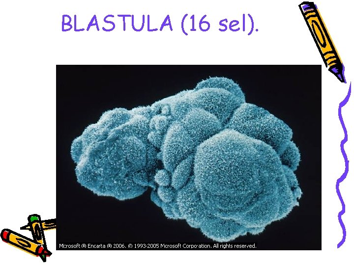 BLASTULA (16 sel). 