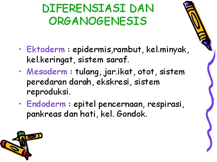 DIFERENSIASI DAN ORGANOGENESIS • Ektoderm : epidermis, rambut, kel. minyak, kel. keringat, sistem saraf.