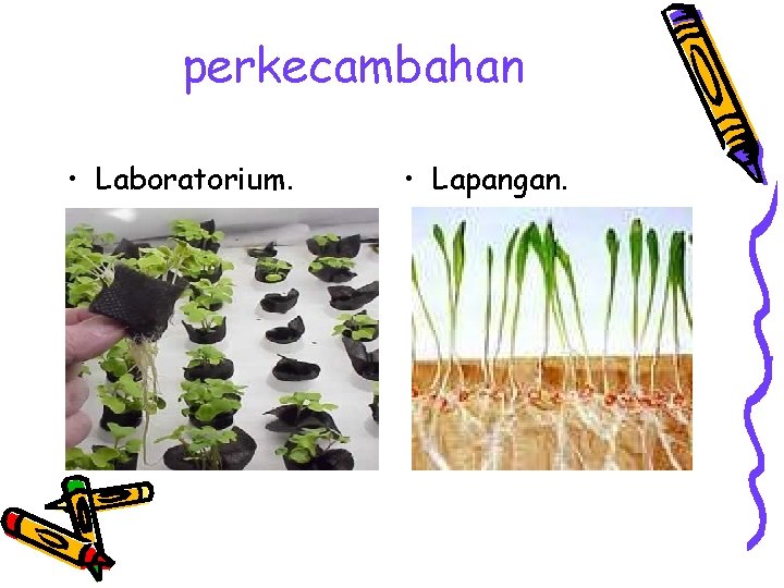 perkecambahan • Laboratorium. • Lapangan. 