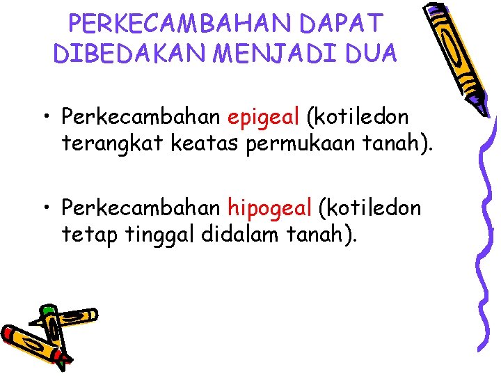 PERKECAMBAHAN DAPAT DIBEDAKAN MENJADI DUA • Perkecambahan epigeal (kotiledon terangkat keatas permukaan tanah). •