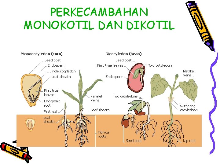 PERKECAMBAHAN MONOKOTIL DAN DIKOTIL 