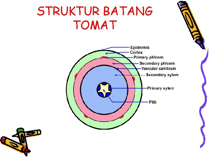 STRUKTUR BATANG TOMAT 