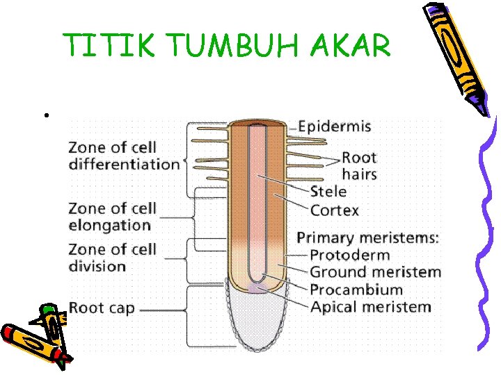 TITIK TUMBUH AKAR • 