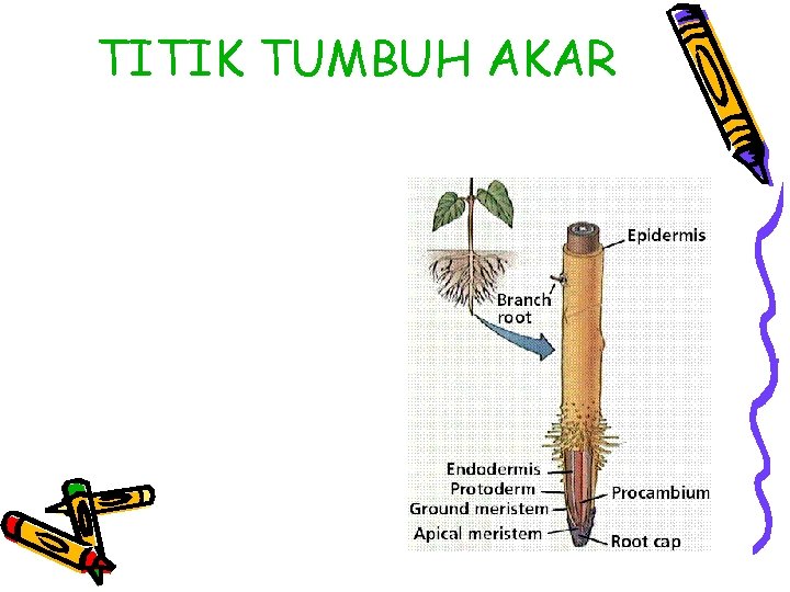 TITIK TUMBUH AKAR 