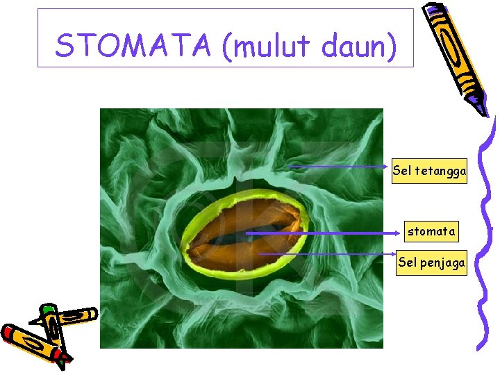 STOMATA (mulut daun) Sel tetangga stomata Sel penjaga 