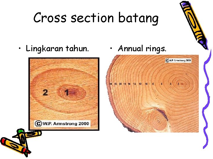 Cross section batang • Lingkaran tahun. • Annual rings. 