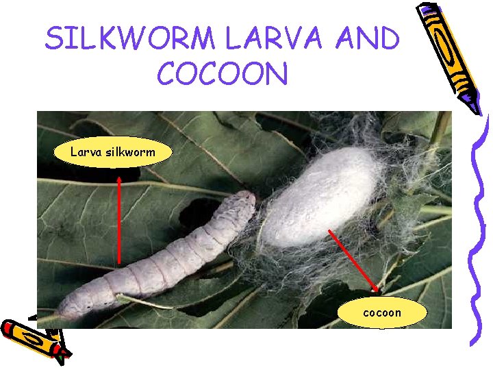 SILKWORM LARVA AND COCOON Larva silkworm cocoon 