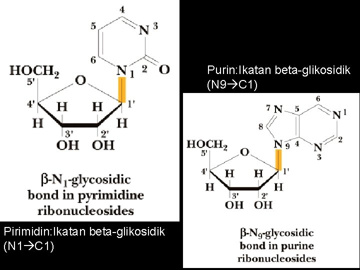 Purin: Ikatan beta-glikosidik (N 9 C 1) Pirimidin: Ikatan beta-glikosidik (N 1 C 1)