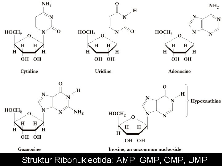 Struktur Ribonukleotida: AMP, GMP, CMP, UMP 