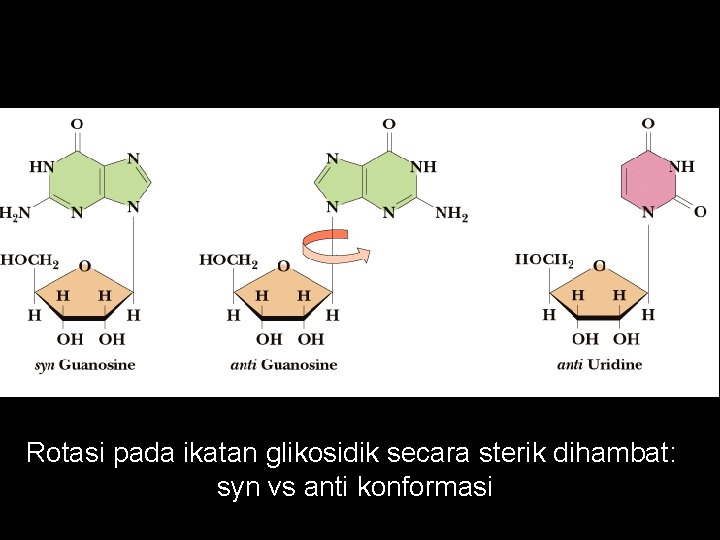 Rotasi pada ikatan glikosidik secara sterik dihambat: syn vs anti konformasi 