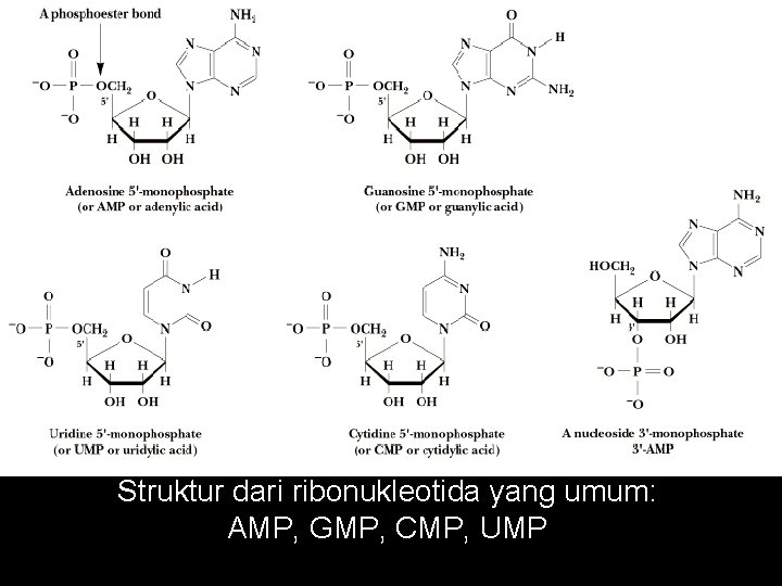 Struktur dari ribonukleotida yang umum: AMP, GMP, CMP, UMP 