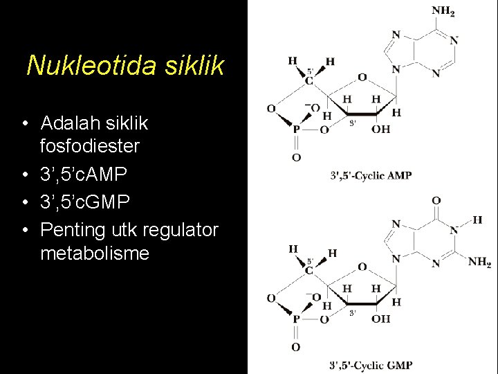 Nukleotida siklik • Adalah siklik fosfodiester • 3’, 5’c. AMP • 3’, 5’c. GMP