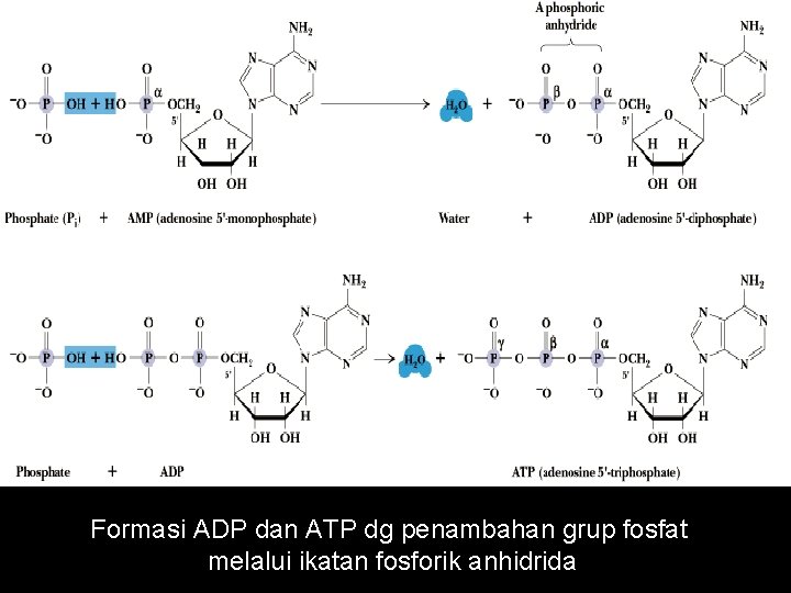 Formasi ADP dan ATP dg penambahan grup fosfat melalui ikatan fosforik anhidrida 