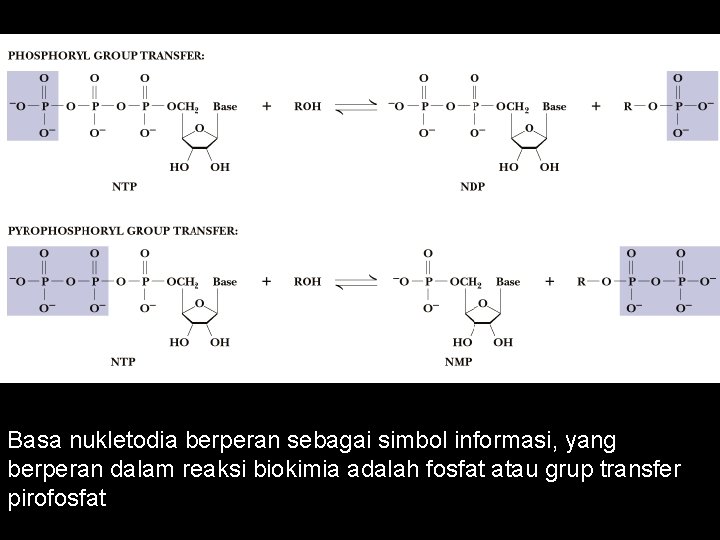 Basa nukletodia berperan sebagai simbol informasi, yang berperan dalam reaksi biokimia adalah fosfat atau