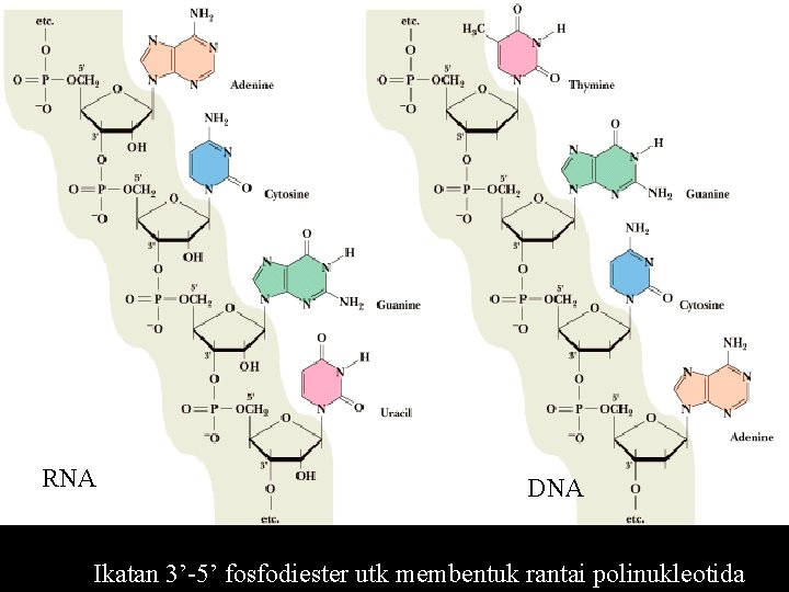 RNA DNA Ikatan 3’-5’ fosfodiester utk membentuk rantai polinukleotida 