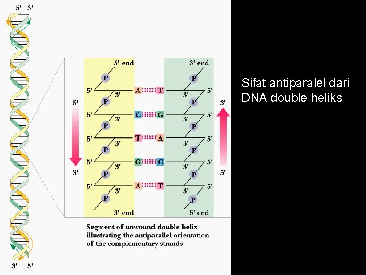 Sifat antiparalel dari DNA double heliks 