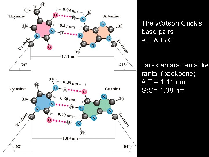 The Watson-Crick’s base pairs A: T & G: C Jarak antara rantai ke rantai