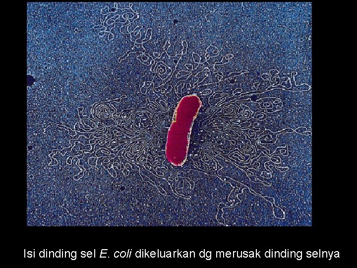 Isi dinding sel E. coli dikeluarkan dg merusak dinding selnya 