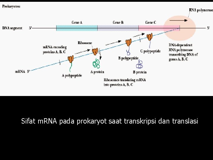 Sifat m. RNA pada prokaryot saat transkripsi dan translasi 