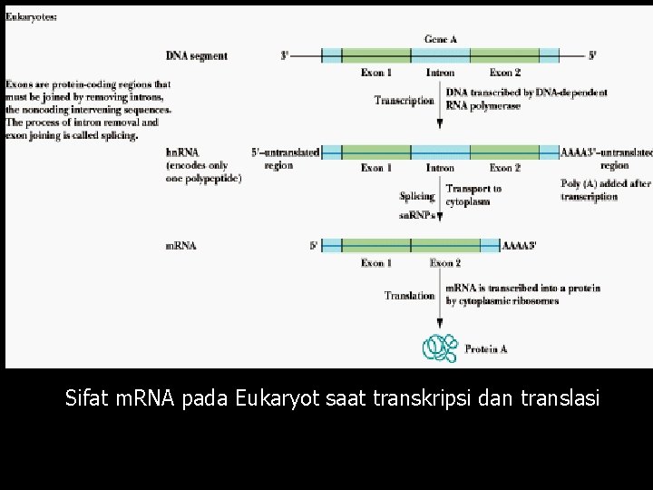 Sifat m. RNA pada Eukaryot saat transkripsi dan translasi 