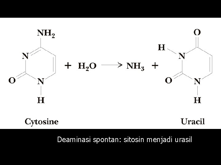 Deaminasi spontan: sitosin menjadi urasil 