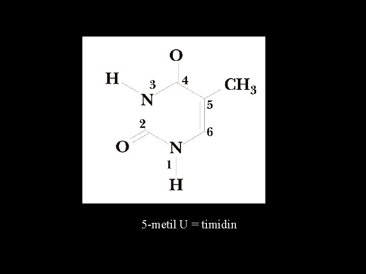 5 -metil U = timidin 