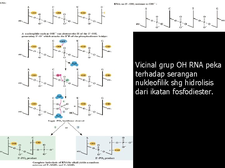 Vicinal grup OH RNA peka terhadap serangan nukleofilik shg hidrolisis dari ikatan fosfodiester. 