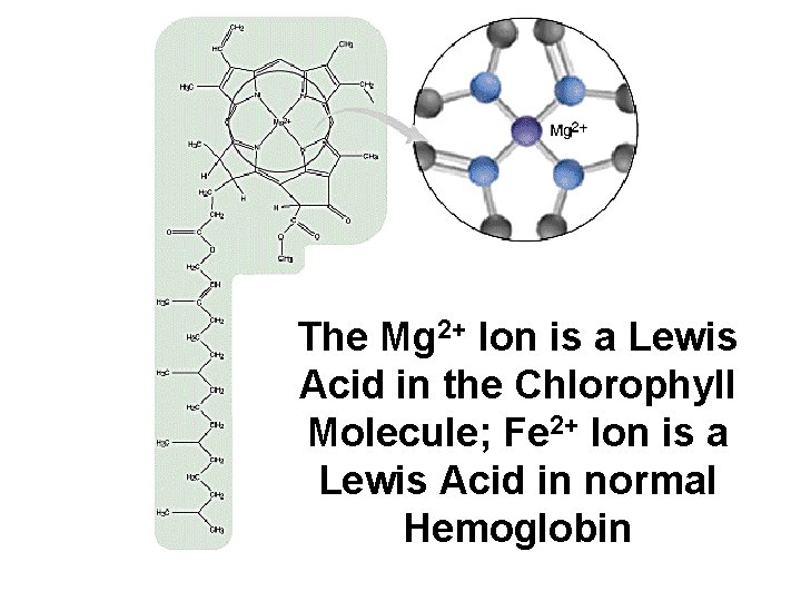 The Mg 2+ Ion is a Lewis Acid in the Chlorophyll Molecule; Fe 2+
