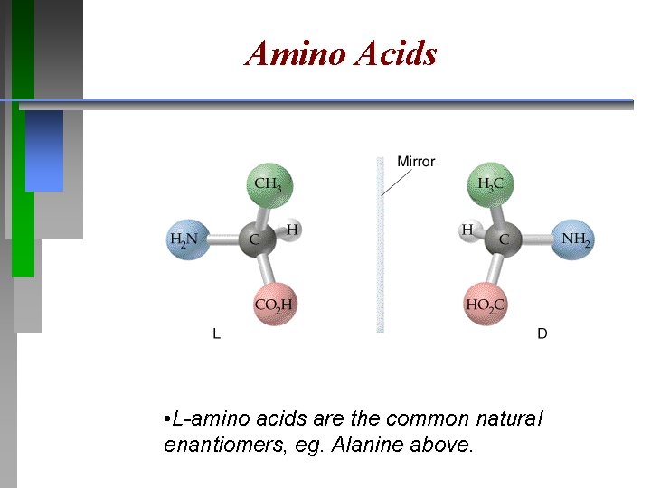 Amino Acids • L-amino acids are the common natural enantiomers, eg. Alanine above. 