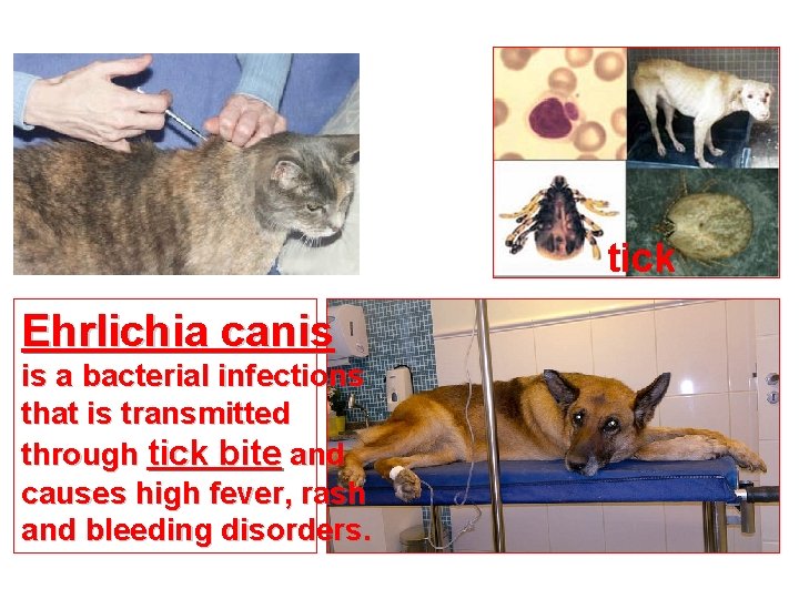 tick Ehrlichia canis is a bacterial infections that is transmitted through tick bite and